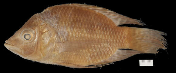 Image of Chaetobranchus