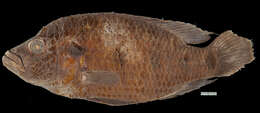 Image of Banded Jewelfish