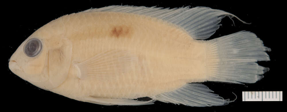 Image of Laetacara flavilabris (Cope 1870)
