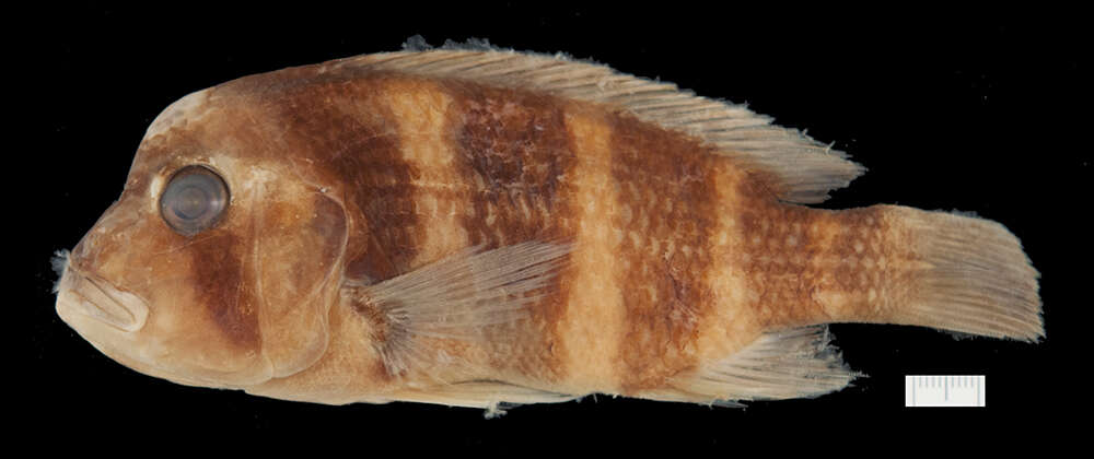 Image of Cyphotilapia