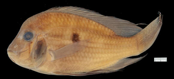 صورة Acarichthys