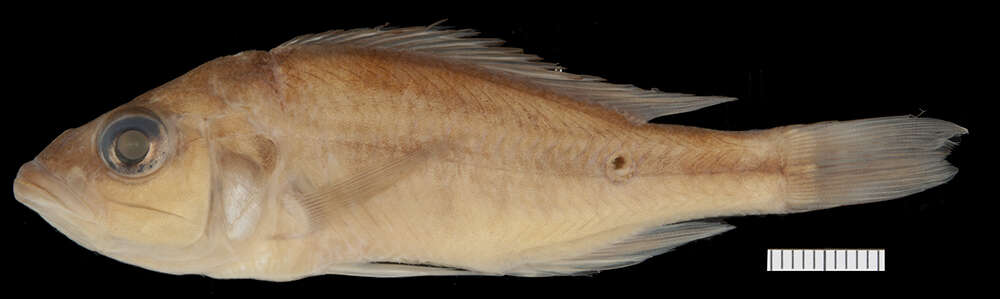 Image of Haplochromis welcommei Greenwood 1966