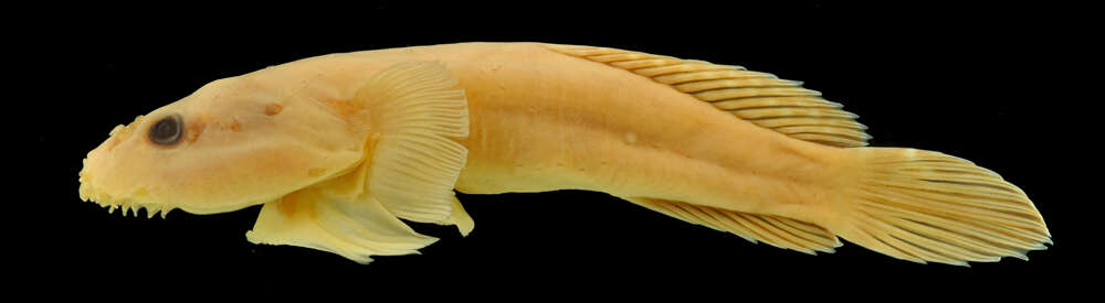 Image of Bearded clingfish