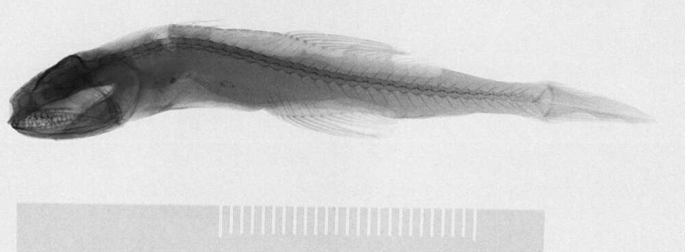Image of Pseudoscopelus scutatus Krefft 1971