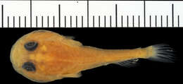 Image of Elegant clingfish