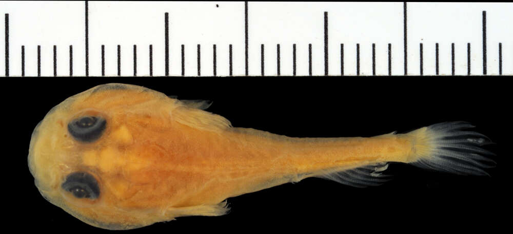 Image of Elegant clingfish