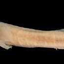 Image of Bifid clingfish
