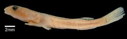 Image of Bifid clingfish