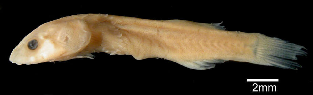 Image of Flarenostril clingfish