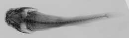 Image of Flarenostril clingfish