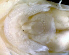 Image of Flarenostril clingfish