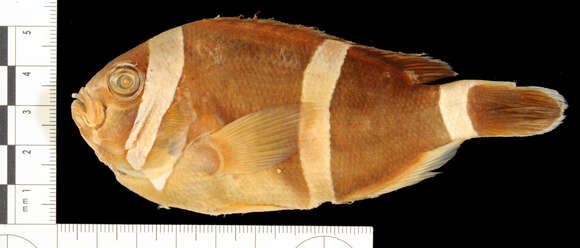 Amphiprion chrysogaster Cuvier 1830 resmi