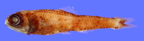 Image of Lanternfish