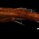 Image of Astronesthes cyaneus (Brauer 1902)