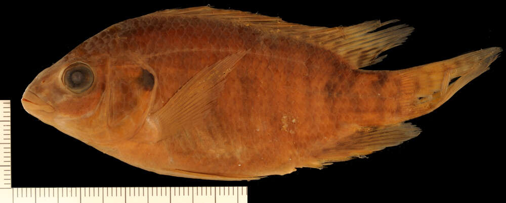 Image of Nile tilapia