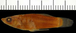 Image of Caribbean Gambusia