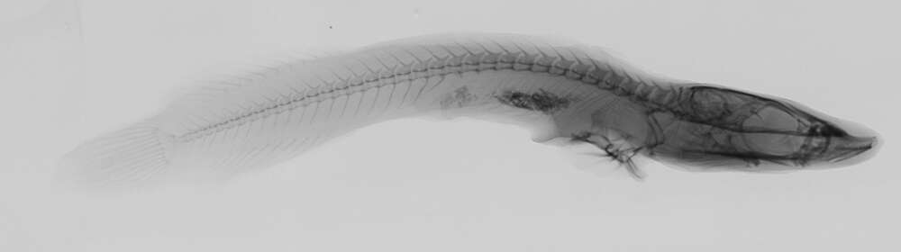 Image of Lepadichthys