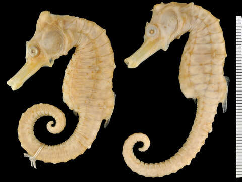 Image of Long-snout Seahorse