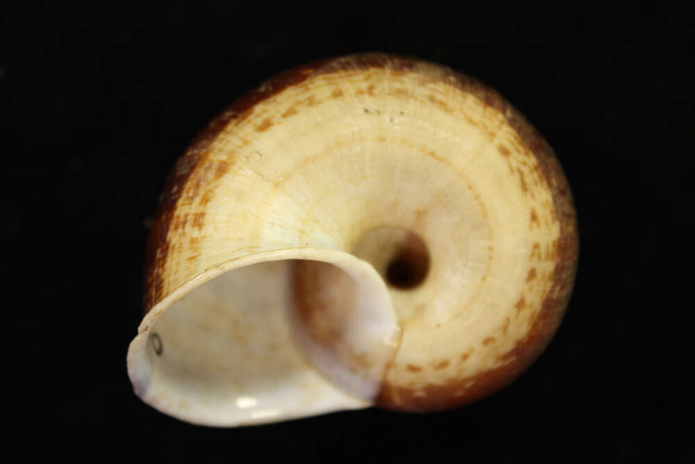 صورة <i>Cyclostoma pernobilis</i> Gould