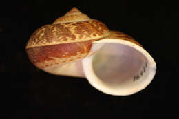 صورة <i>Cyclostoma pernobilis</i> Gould