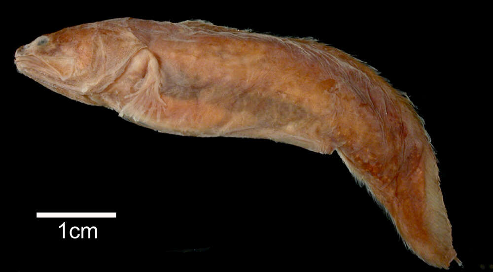 Image of Parasaccogaster melanomycter (Cohen 1981)