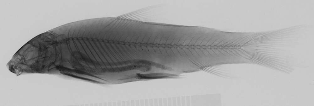 Image of Parodon suborbitalis Valenciennes 1850