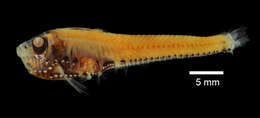 Image of Big-eye lightfish