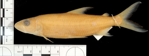 Image of Characin