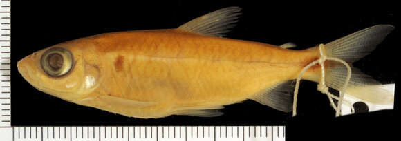 Image of Characin