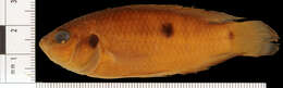 Image of Jewelfish