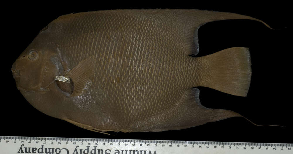 Image of Angelfish