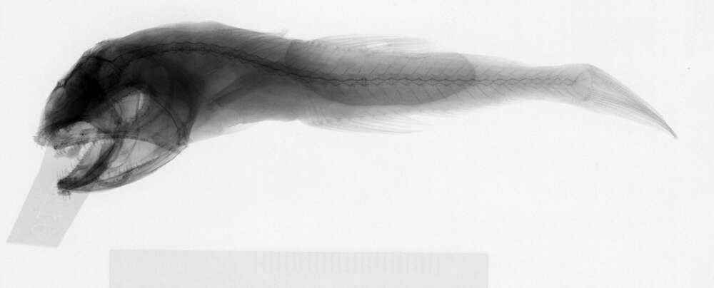 Image of Pseudoscopelus obtusifrons (Fowler 1934)