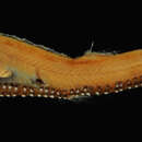 Image of Bigeye lightfish
