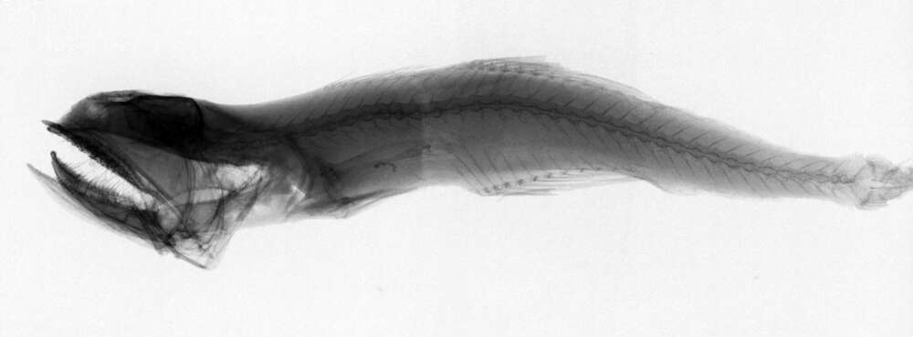 Imagem de Pseudoscopelus altipinnis Parr 1933