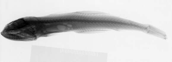 Image of Shortfin luminous swallower