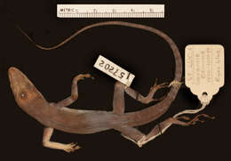 Image of Saint Lucia tree lizard