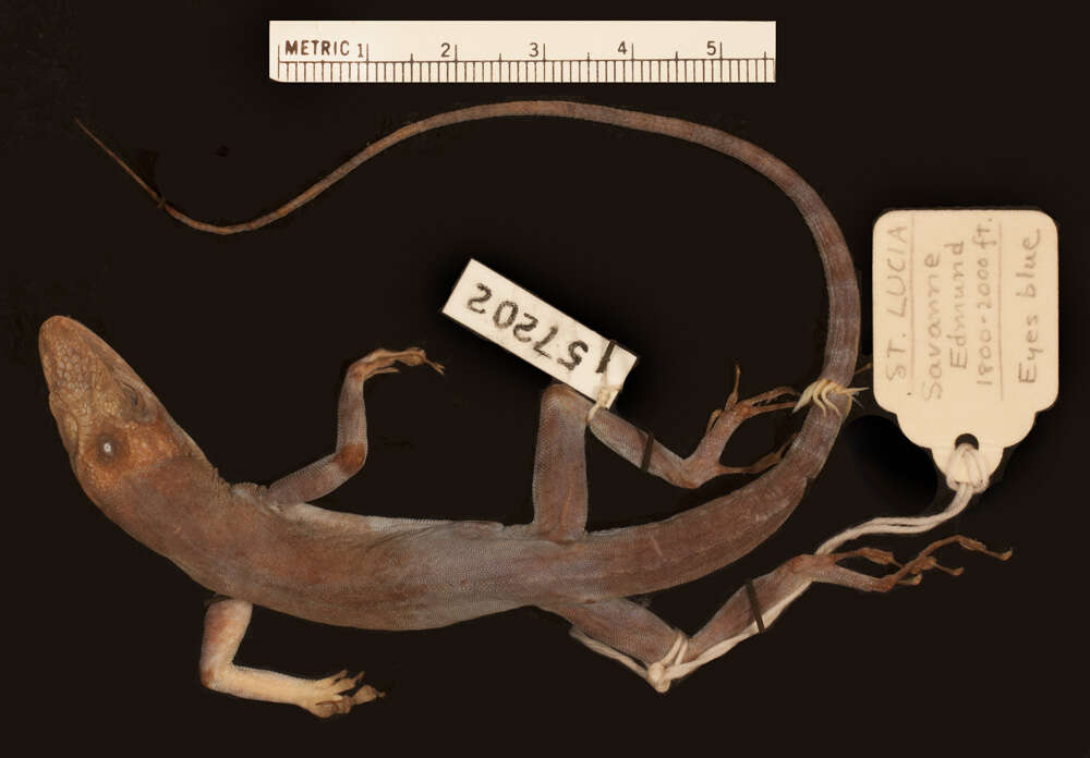 Anolis luciae Garman 1887的圖片