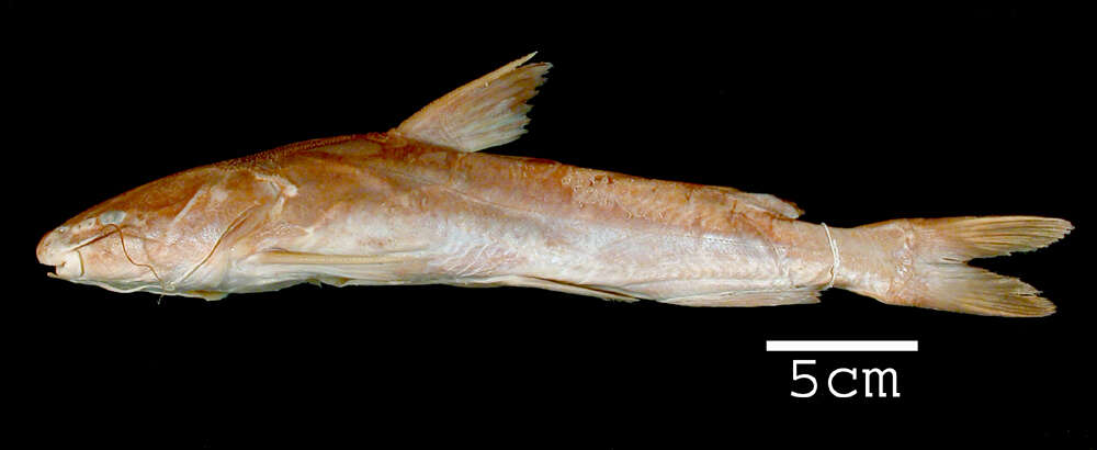 Image of Sculptured sea catfish