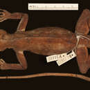 Image of Anolis baleatus caeruleolatus Schwartz 1974