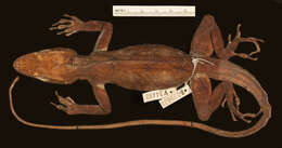 Image of Anolis baleatus caeruleolatus Schwartz 1974