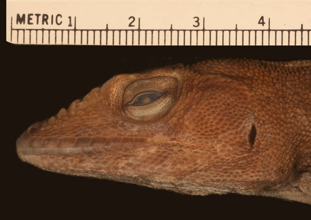 Image of Anolis baleatus caeruleolatus Schwartz 1974