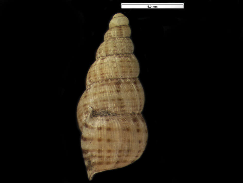 Image of Parachondria hispaniolae (Clench & Aguayo 1937)
