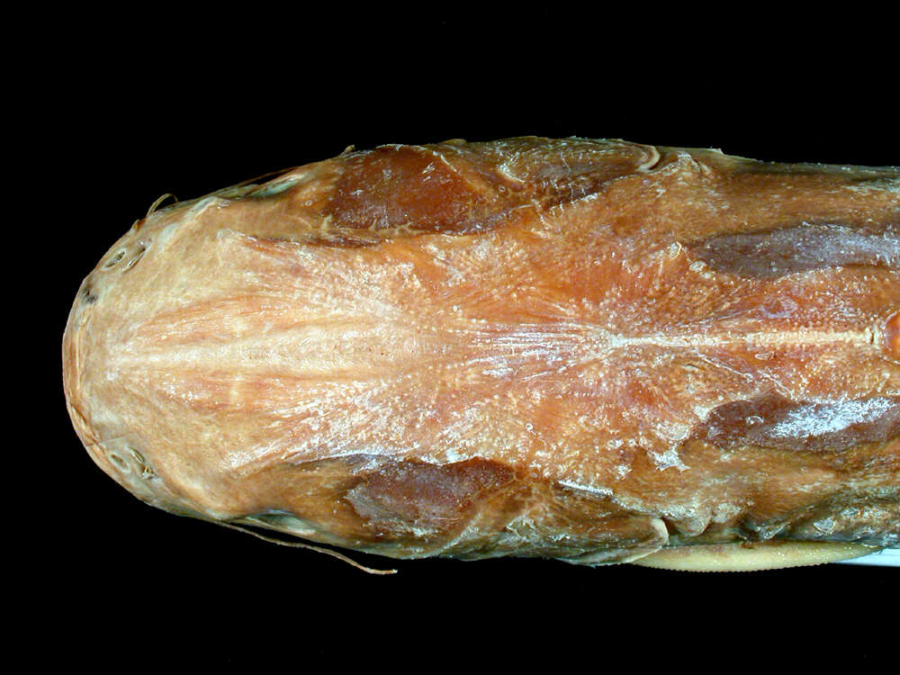 Image of Chili sea catfish