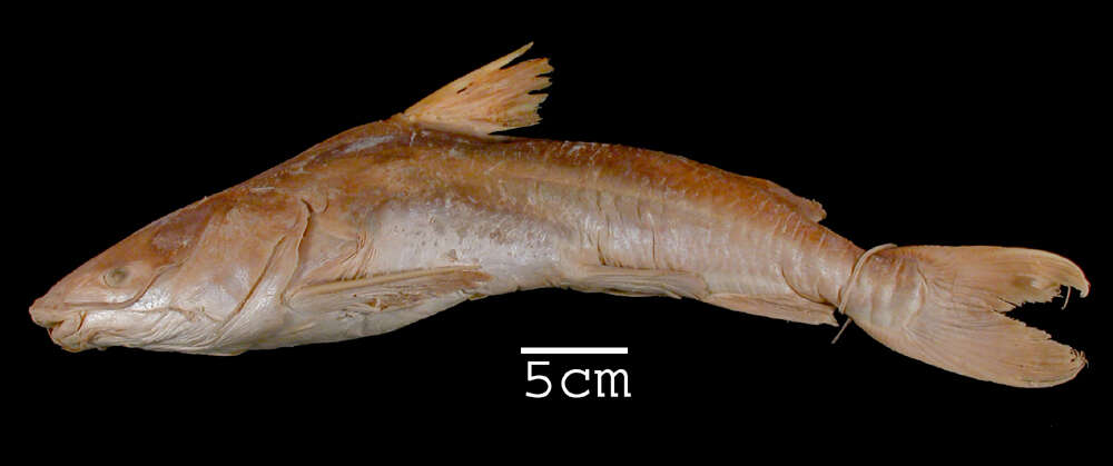 Image of Chili sea catfish