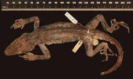 Image of Anolis baleatus altager Schwartz 1975