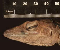 Image of Anolis baleatus altager Schwartz 1975