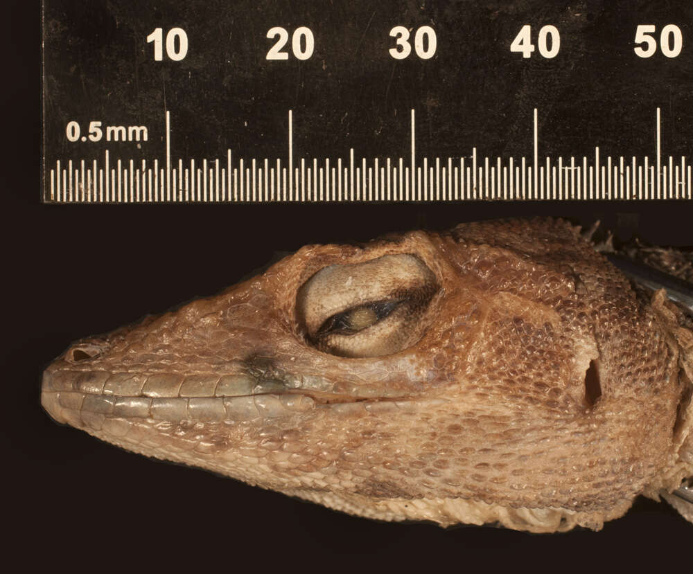 Image of Anolis baleatus altager Schwartz 1975