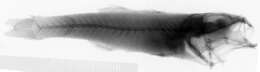 Image of Carpenter's deepwater cardinalfish