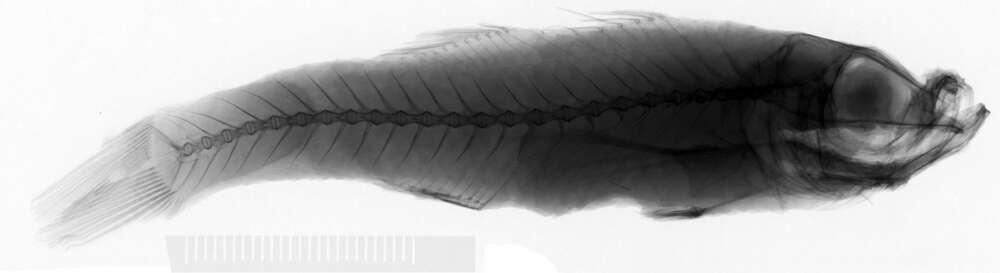 Image of Carpenter's deepwater cardinalfish