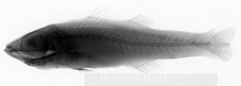 Image of Brinkmannella elongata Parr 1933